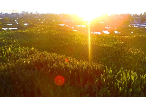 Rừng dừa nước Tịnh Khê trở thành điểm đến du lịch hấp dẫn - Ảnh 4