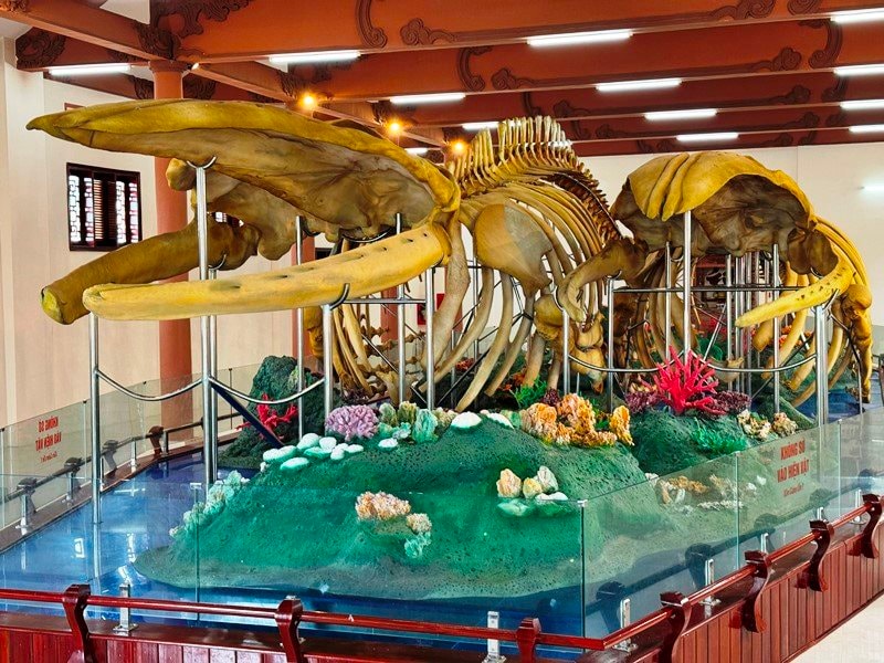 nhà trưng bày bộ xương cá ông 2